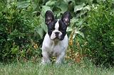 BOULEDOGUE FRANCAIS 1318